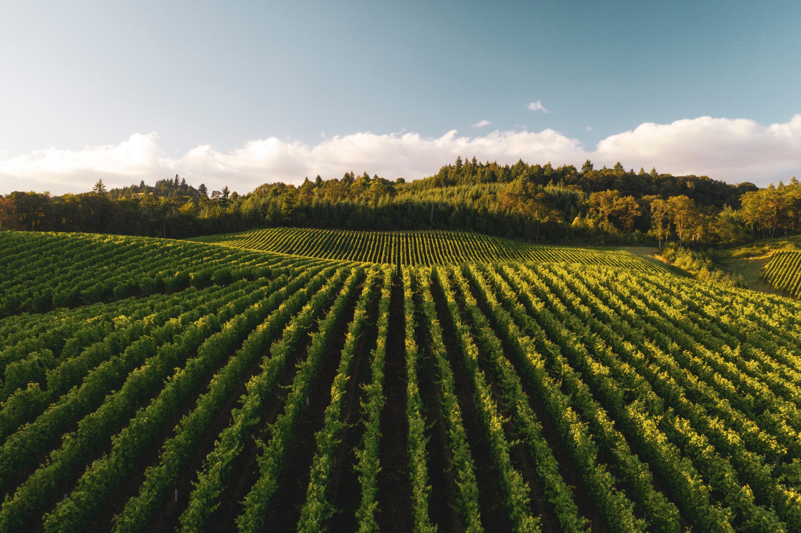 IL VERMENTINO FA IL BOOM: Toscana alla guida!